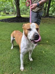 Found/Stray Male Dog last seen Sherwood rd, Rome, GA 30165