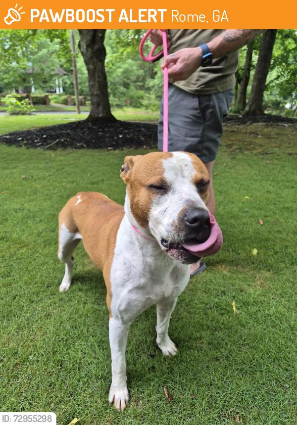 Found/Stray Male Dog last seen Sherwood rd, Rome, GA 30165