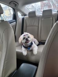 Reunited Female Dog last seen 5th street, Elizabeth, NJ 07206
