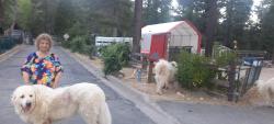 Lost Female Dog last seen Old 395 , Washoe County, NV 89704