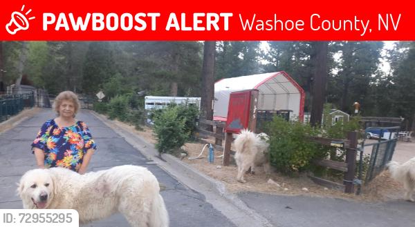 Lost Female Dog last seen Old 395 , Washoe County, NV 89704