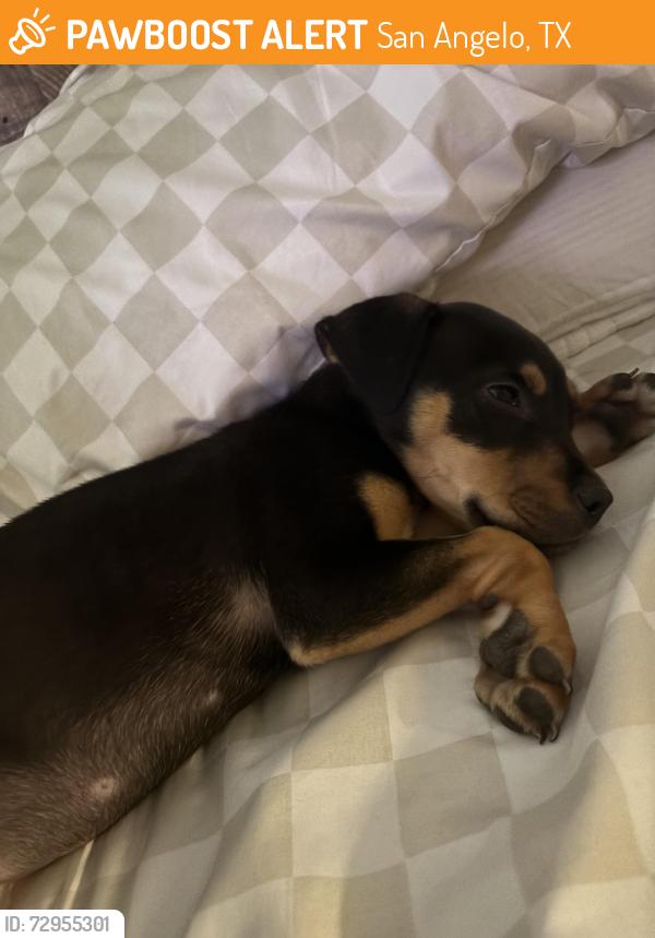 Found/Stray Female Dog last seen Hunters Glenn in lower bluffs, San Angelo, TX 76901
