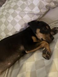 Found/Stray Female Dog last seen Hunters Glenn in lower bluffs, San Angelo, TX 76901