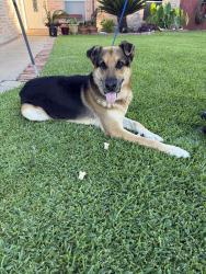 Found/Stray Male Dog last seen Greens Crossing Blvd &  Fallbrook Dr , Houston, TX 77038