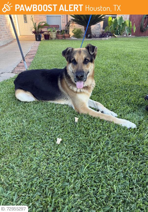 Found/Stray Male Dog last seen Greens Crossing Blvd &  Fallbrook Dr , Houston, TX 77038