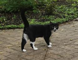 Found/Stray Male Cat last seen Near Afton Hills Court South, Afton, MN 55001