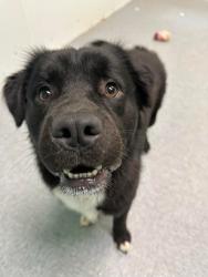 Found/Stray Unknown Dog last seen Peachtree Road, Charlotte NC 28217, Charlotte, NC 28217