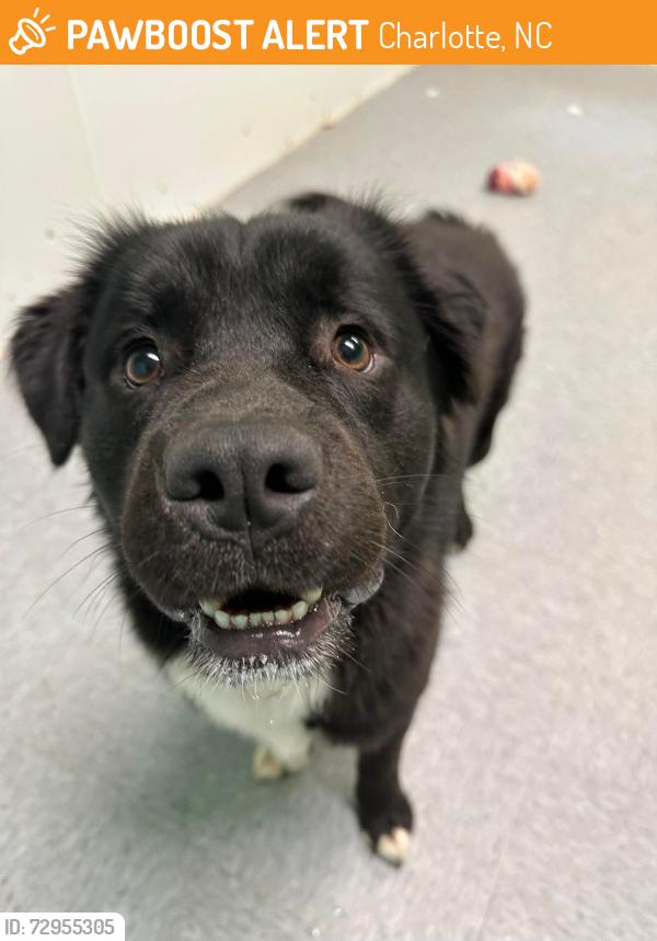 Found/Stray Unknown Dog last seen Peachtree Road, Charlotte NC 28217, Charlotte, NC 28217