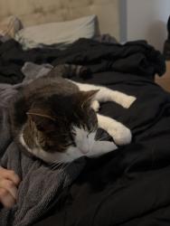 Reunited Female Cat last seen Behind our apmt building, Independence, KY 41051