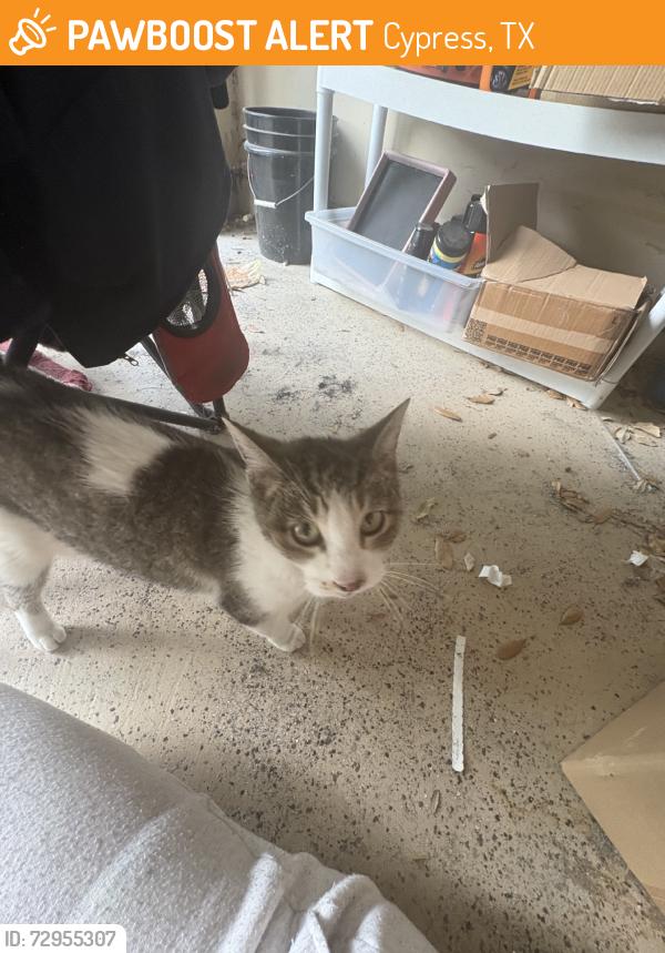 Found/Stray Female Cat last seen Louetta Rd, Cypress, TX 77429