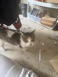 Found/Stray Female Cat last seen Louetta Rd, Cypress, TX 77429
