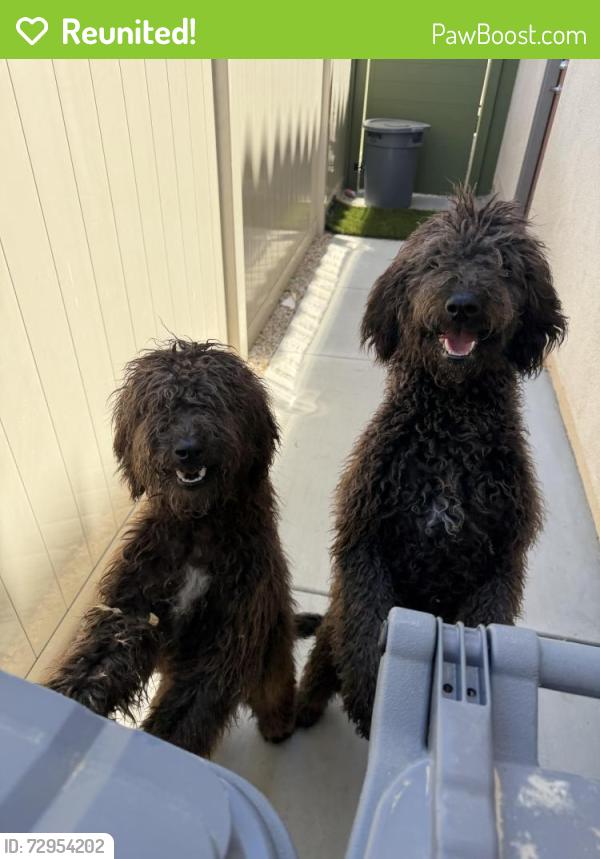 Reunited Unknown Dog last seen Hesperia, CA, USA, Hesperia, CA 92340