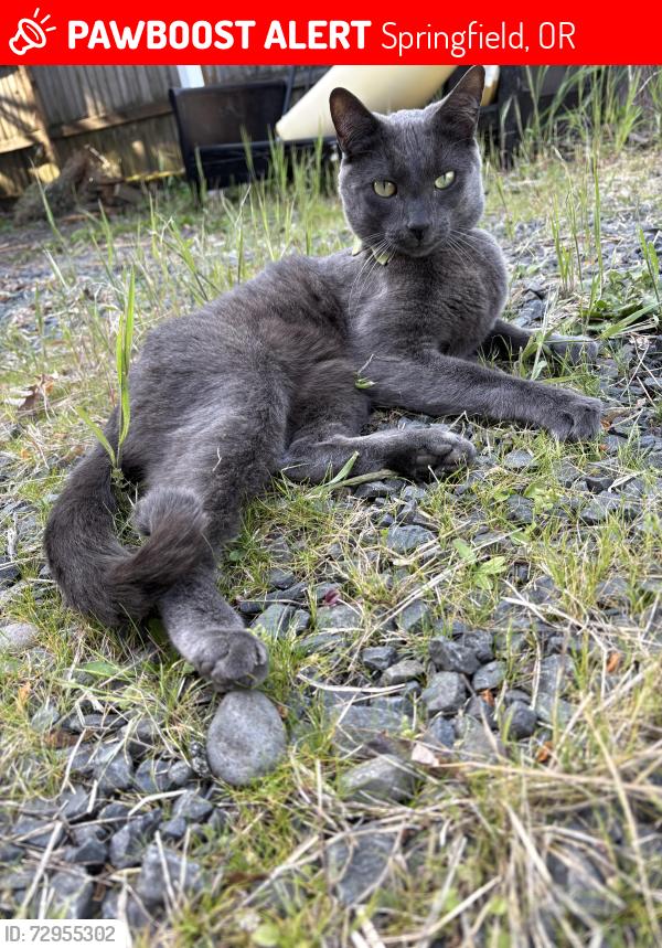 Lost Male Cat last seen 15th and S street, Springfield, OR 97477
