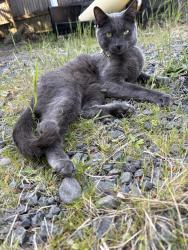 Lost Male Cat last seen 15th and S street, Springfield, OR 97477