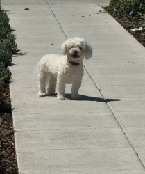 Reunited Male Dog last seen Cherry and Curtner, San Jose, CA 95125