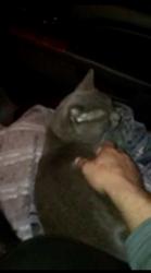 Reunited Male Cat last seen Bailey Ave Bascom Ave, San Jose, CA 95128