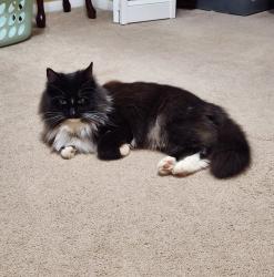 Reunited Female Cat last seen NW 60th Place & Vermont , Oklahoma City, OK 73112