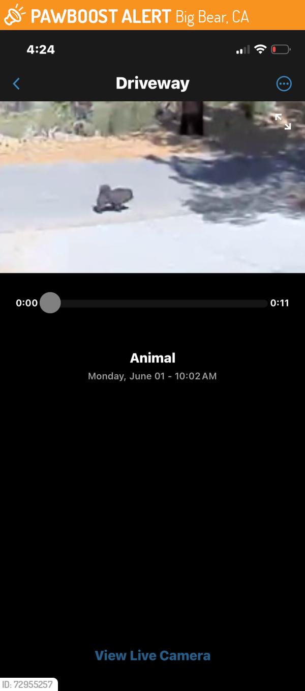 Found/Stray Unknown Dog last seen Spruce lane sugarloaf , Big Bear, CA 92314