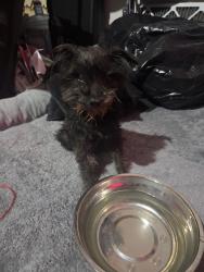 Reunited Male Dog last seen 45th St W & W Ave J8, Lancaster, CA 93536, USA, Lancaster, CA 93536