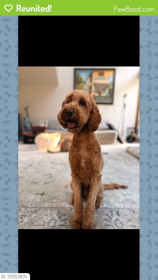 Reunited Male Dog last seen Klahanie, Issaquah, WA 98029