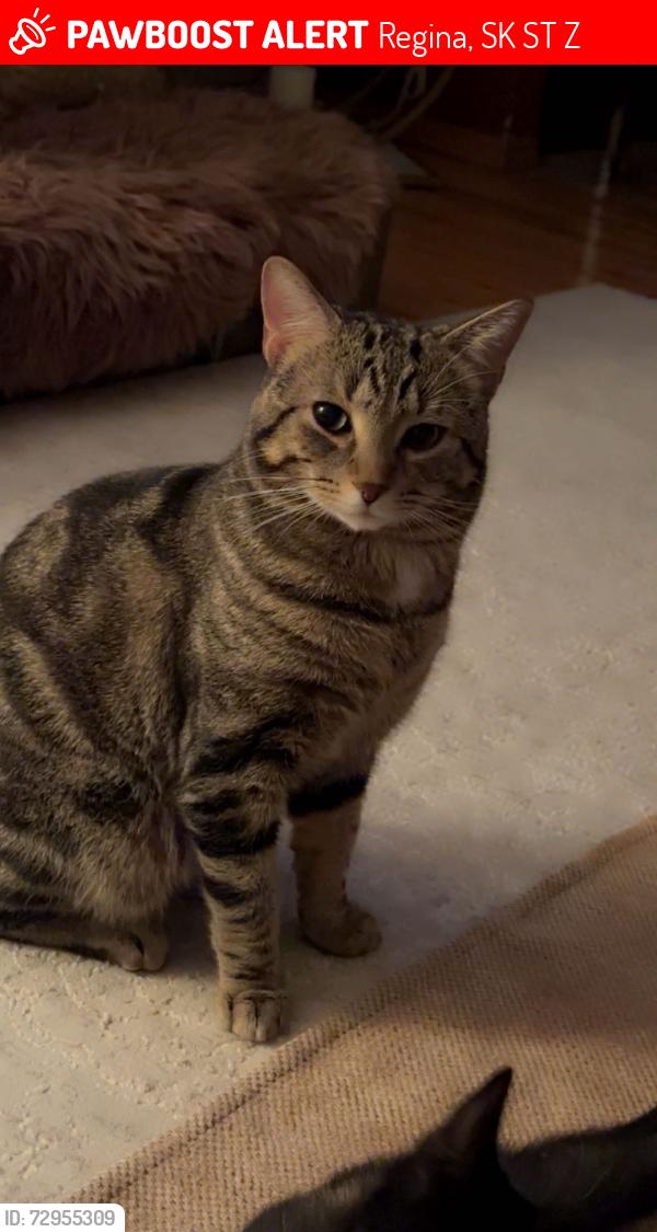 Lost Male Cat last seen 1st avenue N, Regina, SK S4T 6Z2