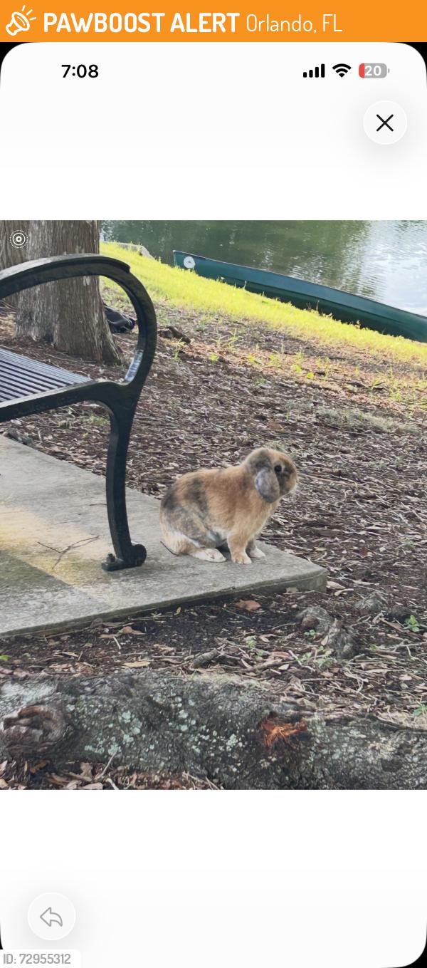 Found/Stray Unknown Rabbit last seen Lake Weldona, Orlando, FL 32806