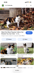 Found/Stray Unknown Cat last seen Main and Bassett, under blue hse, Madison, WI 53703