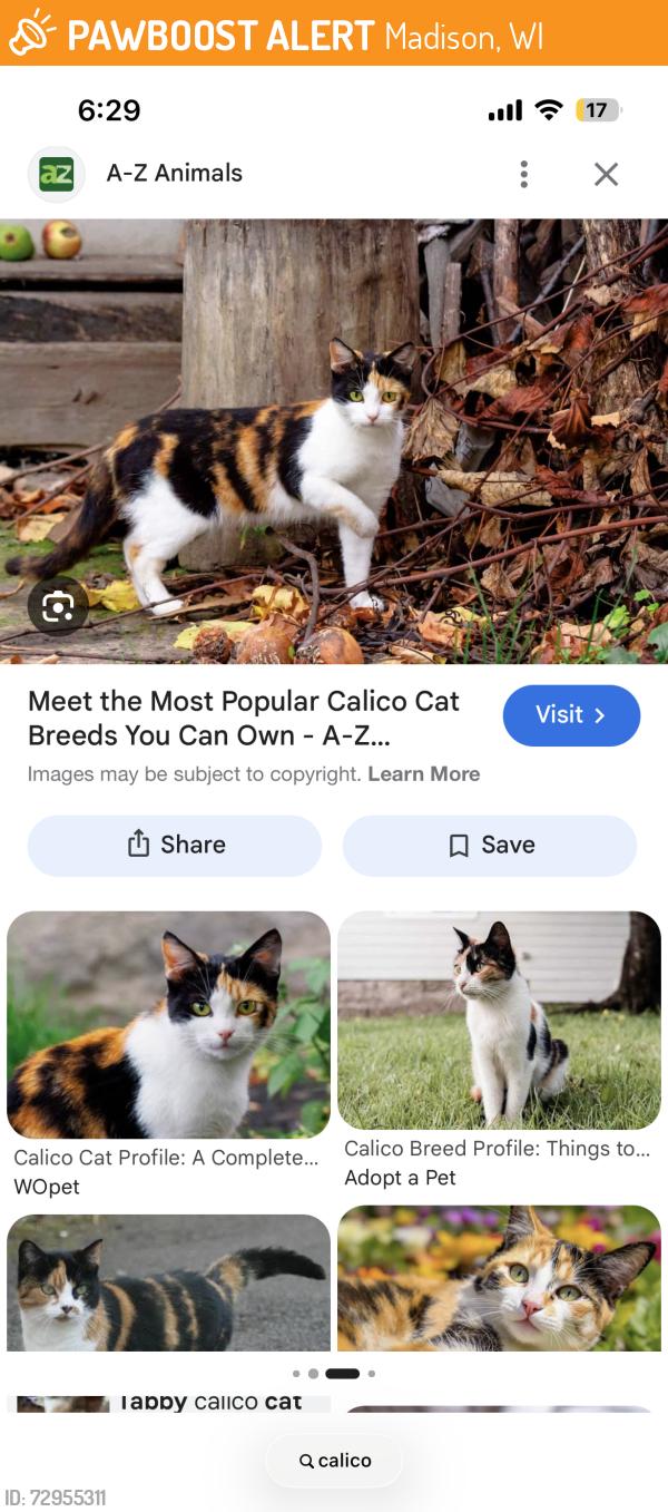 Found/Stray Unknown Cat last seen Main and Bassett, under blue hse, Madison, WI 53703