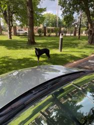 Found/Stray Unknown Dog last seen 21st and Yorktown, Yorktown, VA 23690