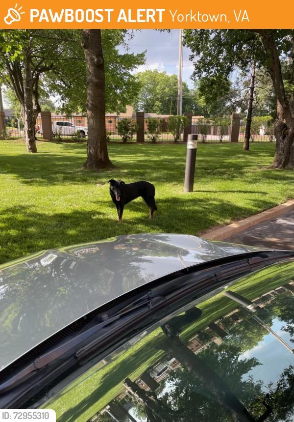 Found/Stray Unknown Dog last seen 21st and Yorktown, Yorktown, VA 23690