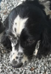 Reunited Female Dog last seen Dupont state forest , Dupont Rd, NC 28739