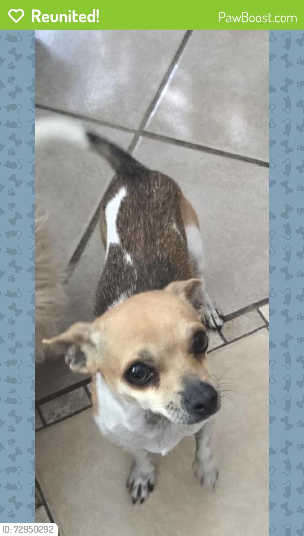 Reunited Male Dog last seen Broadway/kelvin, El Paso, TX 79915