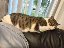 Lost Male Cat last seen LaSalle rd, Oak Ridge, TN 37830