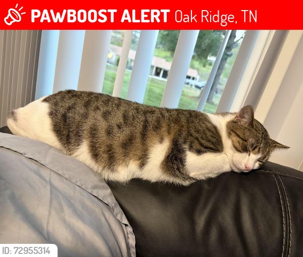Lost Male Cat last seen LaSalle rd, Oak Ridge, TN 37830