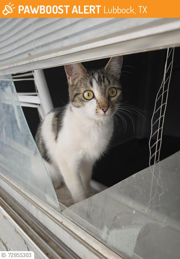 Found/Stray Female Cat last seen 54th and Aberdeen near the Pawsitively Purrfect groomers., Lubbock, TX 79414