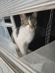 Found/Stray Female Cat last seen 54th and Aberdeen near the Pawsitively Purrfect groomers., Lubbock, TX 79414