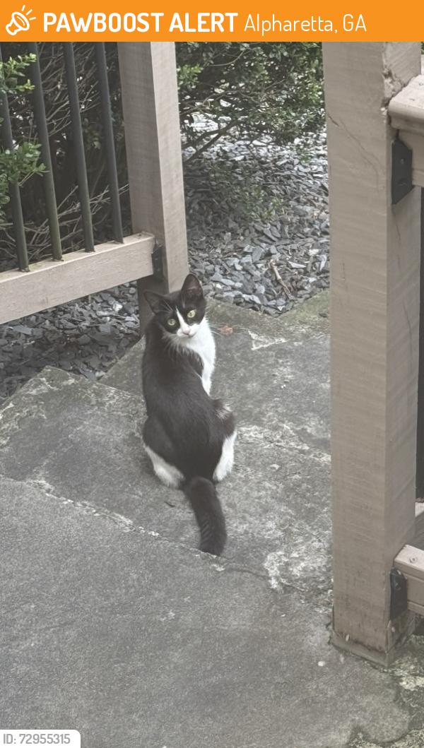 Found/Stray Female Cat last seen Henderson village parkway , Alpharetta, GA 30004