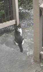 Found/Stray Female Cat last seen Henderson village parkway , Alpharetta, GA 30004