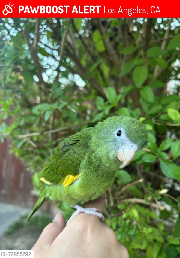 Lost Unknown Bird last seen Wyandotte street Sherman way Cohasset elementary school , Los Angeles, CA 91406