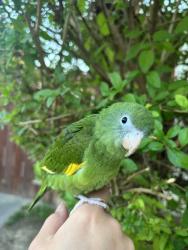 Lost Unknown Bird last seen Wyandotte street Sherman way Cohasset elementary school , Los Angeles, CA 91406