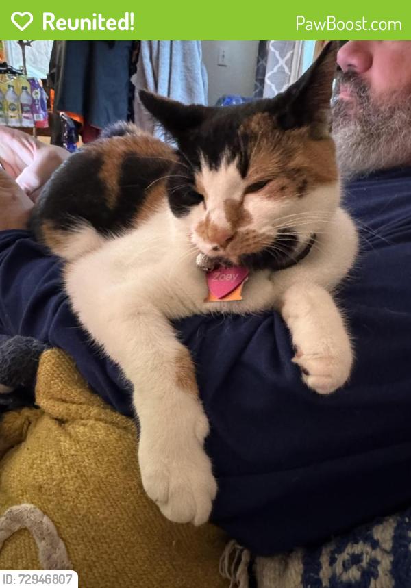 Reunited Female Cat last seen Sleepy Hollow Park, Stamford, CT 06907
