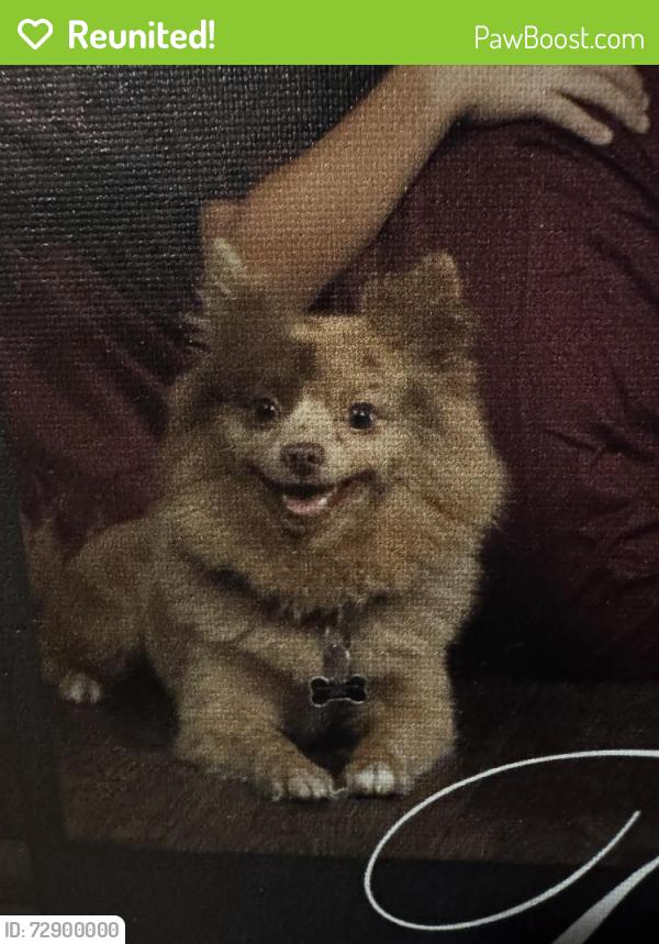 Reunited Male Dog last seen Orchards 152nd Padden, Vancouver, WA 98682