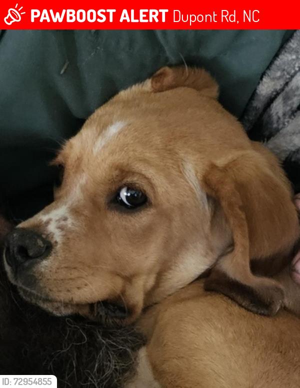 Lost Male Dog last seen Dupont state forest , Dupont Rd, NC 28739