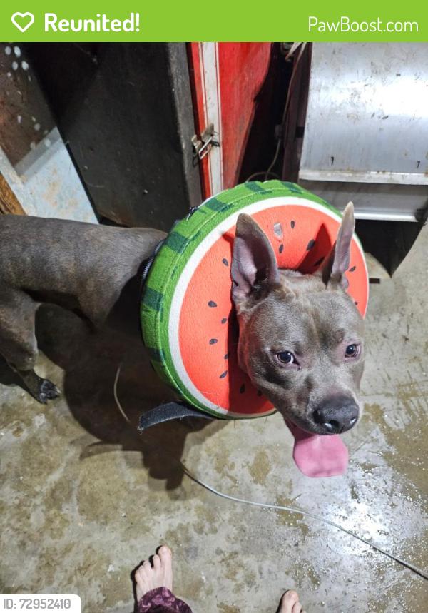 Reunited Unknown Dog last seen Grandview and fox hill, Indianapolis, IN 46228