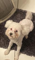Reunited Male Dog last seen 24th N Grand by Thai Diamond, Amarillo, TX 79107