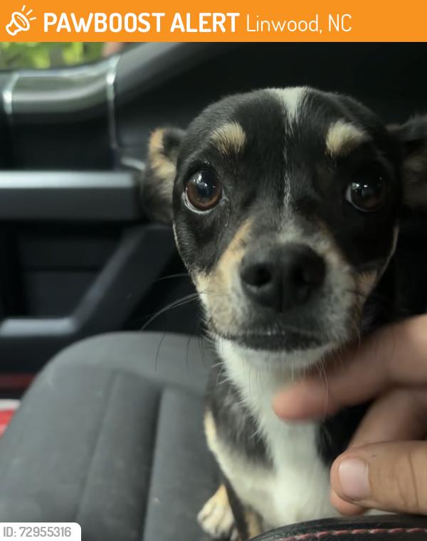 Found/Stray Male Dog last seen Near Sowers Road, Linwood, NC 27299