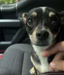 Found/Stray Male Dog last seen Near Sowers Road, Linwood, NC 27299