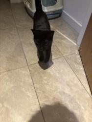 Reunited Female Cat last seen Wigan pier, opposite corkhills, waterway mews, Greater Manchester, England WN3 4FR