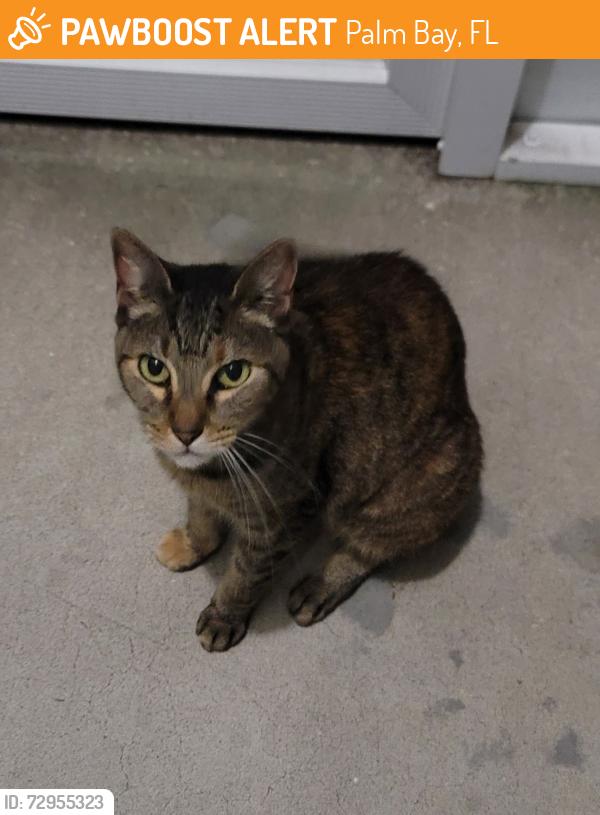 Found/Stray Female Cat last seen Emerson, Palm Bay, FL 32907