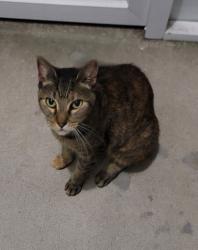 Found/Stray Female Cat last seen Emerson, Palm Bay, FL 32907